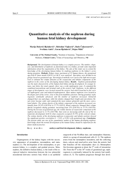Quantitative analysis of the nephron during human fetal kidney