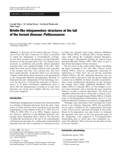 Bristle-like integumentary structures at the tail of the horned