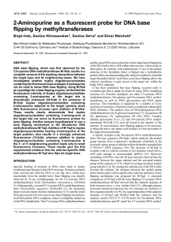 2-Aminopurine as a fluorescent probe for DNA