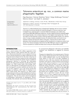 Telonema antarcticum sp. nov., a common marine