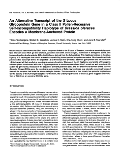 An Alternative Transcript of the S Locus Glycoprotein Gene in a