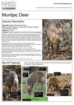 Muntjac Deer - GB non-native species secretariat