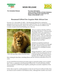 Rosamond Gifford Zoo Acquires Male African Lion
