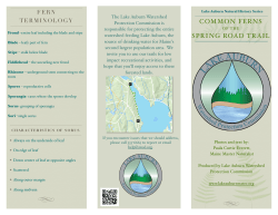 common ferns spring road trail - Lake Auburn Watershed Protection