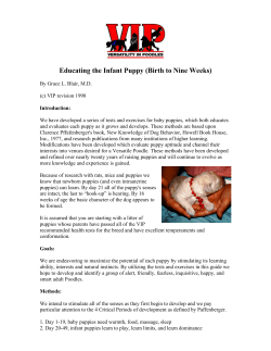 Educating the Infant Puppy (Birth to Nine Weeks)