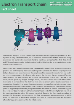 Electron Transport chain