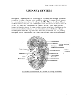Prelab 5 Urinary