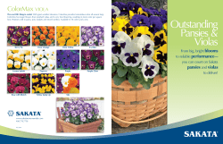 Pansy Portfolio Product Brochure