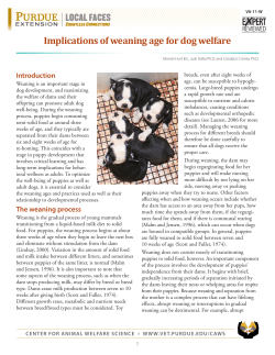 Implications of weaning age for dog welfare