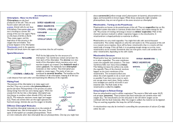 Chloroplasts - Show me the Green Chloroplasts - burgess