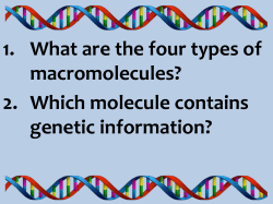 1. What are the four types of macromolecules? 2. Which molecule