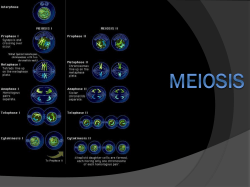Meiosis (powerpoint view)