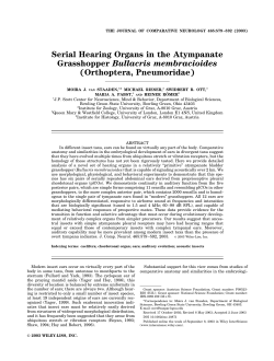 Serial Hearing Organs in the Atympanate Grasshopper Bullacris