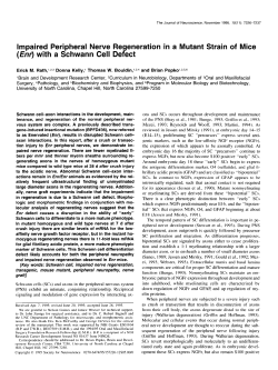 Impaired Peripheral Nerve Regeneration in a Mutant Strain of Mice