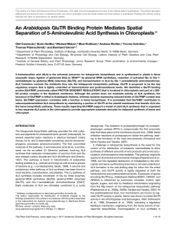 An Arabidopsis GluTR Binding Protein Mediates
