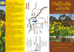 Daffodils - RYDAL VILLAGE