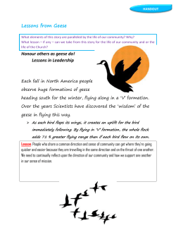 Lessons from Geese Honour others as geese do! Lessons in