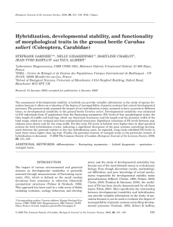 Hybridization, developmental stability, and