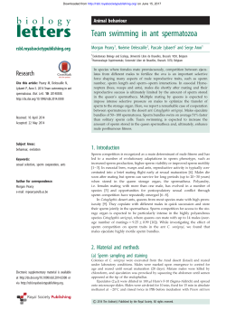 Team swimming in ant spermatozoa