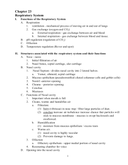Chapter 23 Respiratory System