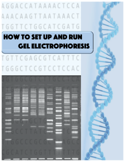 How to Set Up and Run Gel Electrophoresis