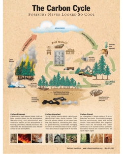 The Carbon Cycle