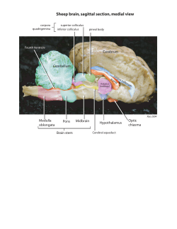 Sheep brain sagittal PDF. Labeled