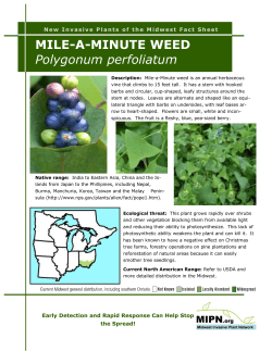 MILE-A-MINUTE WEED Polygonum perfoliatum