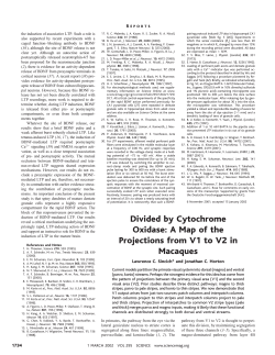 Divided by Cytochrome Oxidase: A Map of the Projections