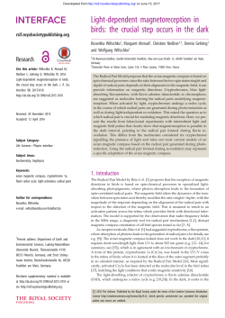 Light-dependent magnetoreception in birds: the crucial step occurs