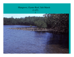Mangroves / Oysters