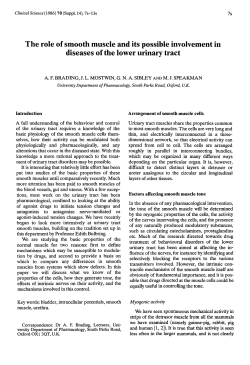 The role of smooth muscle and its possible