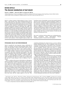The diurnal metabolism of leaf starch