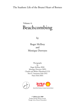Beachcombing - Panaga Club
