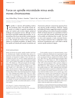 Force on spindle microtubule minus ends moves chromosomes