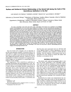 Surface and Surface-to-Volume Relationships of the Sertoli Cell