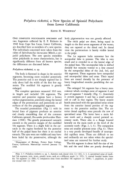 Polydora rickettsi, a New Species.of Spionid Polychaete from Lower