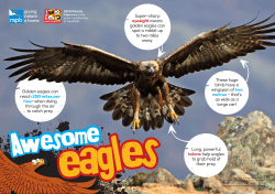 Golden eagles can reach 200 miles per hour when diving through