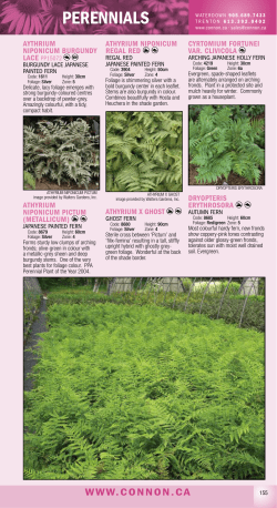 Perennials F - Connon Nurseries