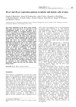 Brca1 and Brca2 expression patterns in mitotic and meiotic