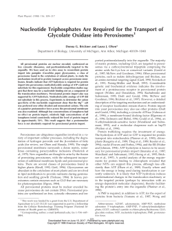 Nucleotide Triphosphates Are Required for the Transport of