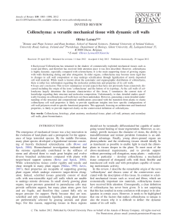 Collenchyma: a versatile mechanical tissue with dynamic cell walls
