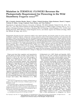 Mutation in TERMINAL FLOWER1 Reverses the