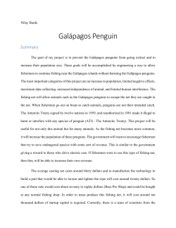 Gal&aacute;pagos Penguin