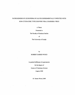 PATHOGENESIS OF LEUKOPENIA IN CALVES EXPERIMENTALLY