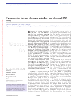 The connection between ribophagy, autophagy and ribosomal RNA
