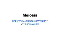 Meiosis - bhsbiologycheever
