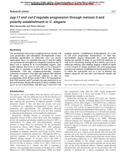 zyg-11 and cul-2 regulate progression through meiosis II and
