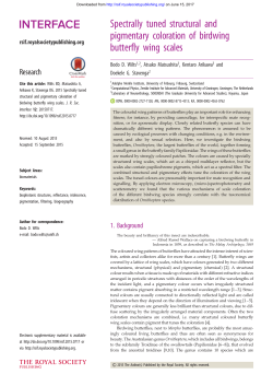 Spectrally tuned structural and pigmentary coloration of birdwing