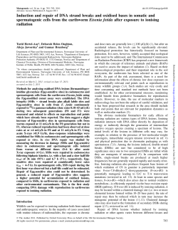 Induction and repair of DNA strand breaks and oxidised